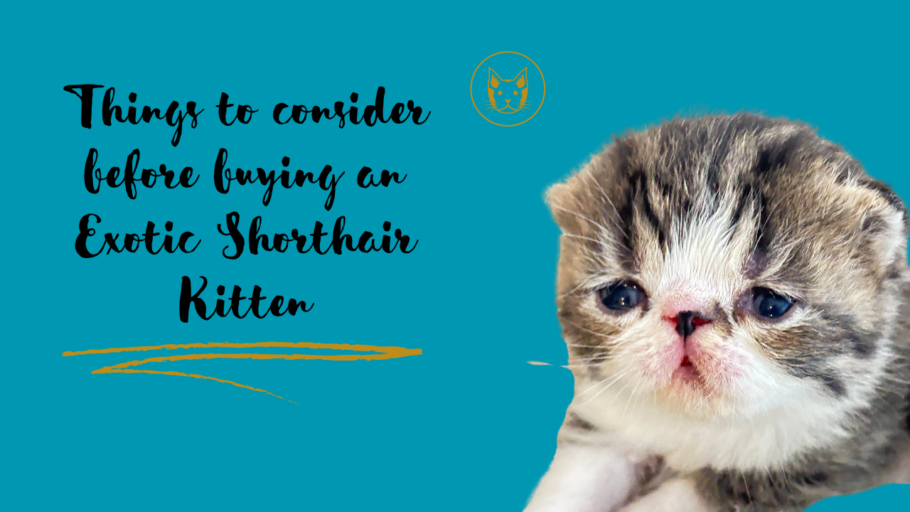 buying-an-exotic-shorthair-kitten