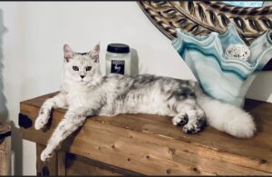 Opal-silver-shaded-big-maine-coon-female