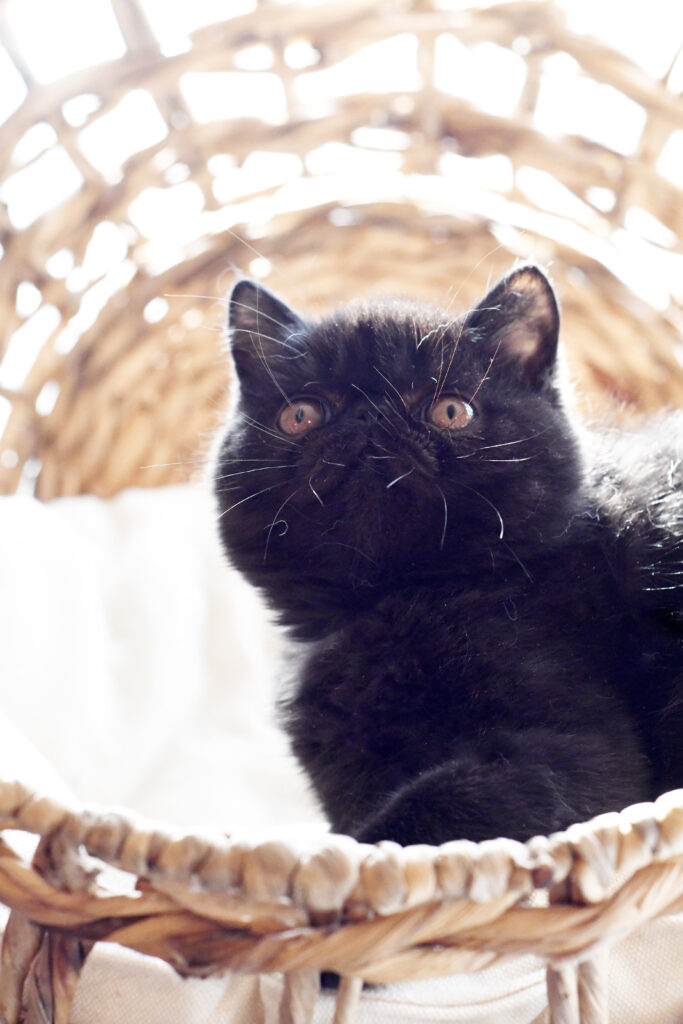 Black-exotic-shorthair-kitten