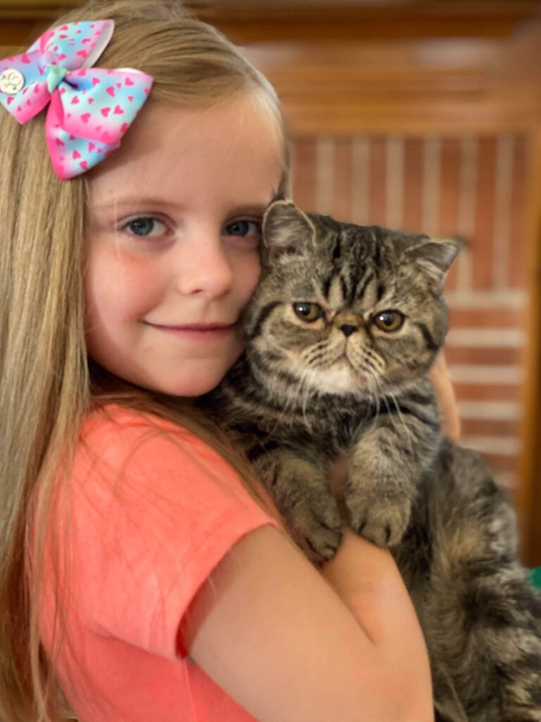 little-girl-holding-a-brown-tabby-exotic-shorthair-kitten