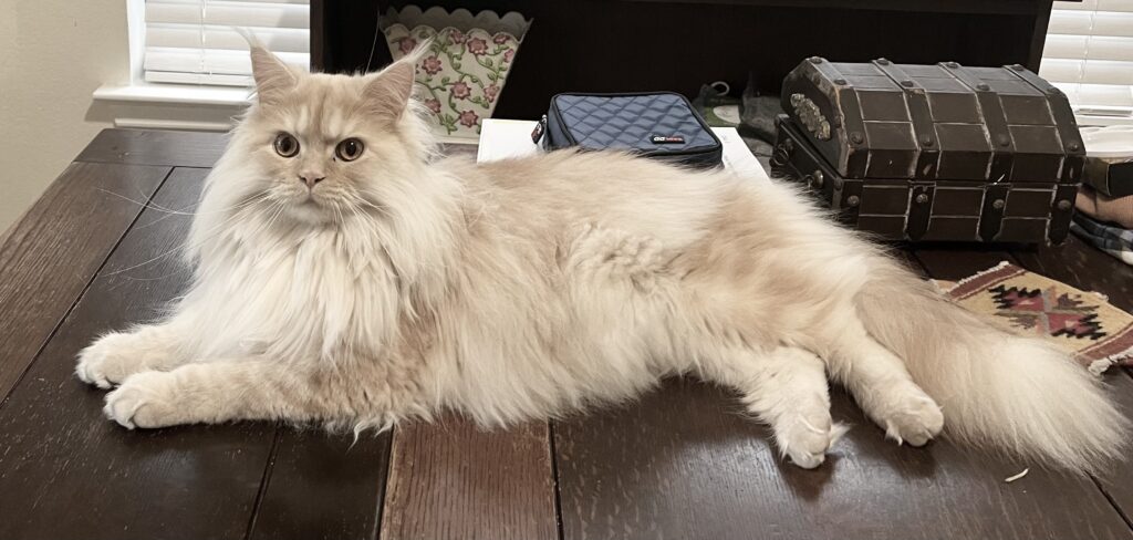 Managing-Shedding-in-Maine-Coon-Cats.