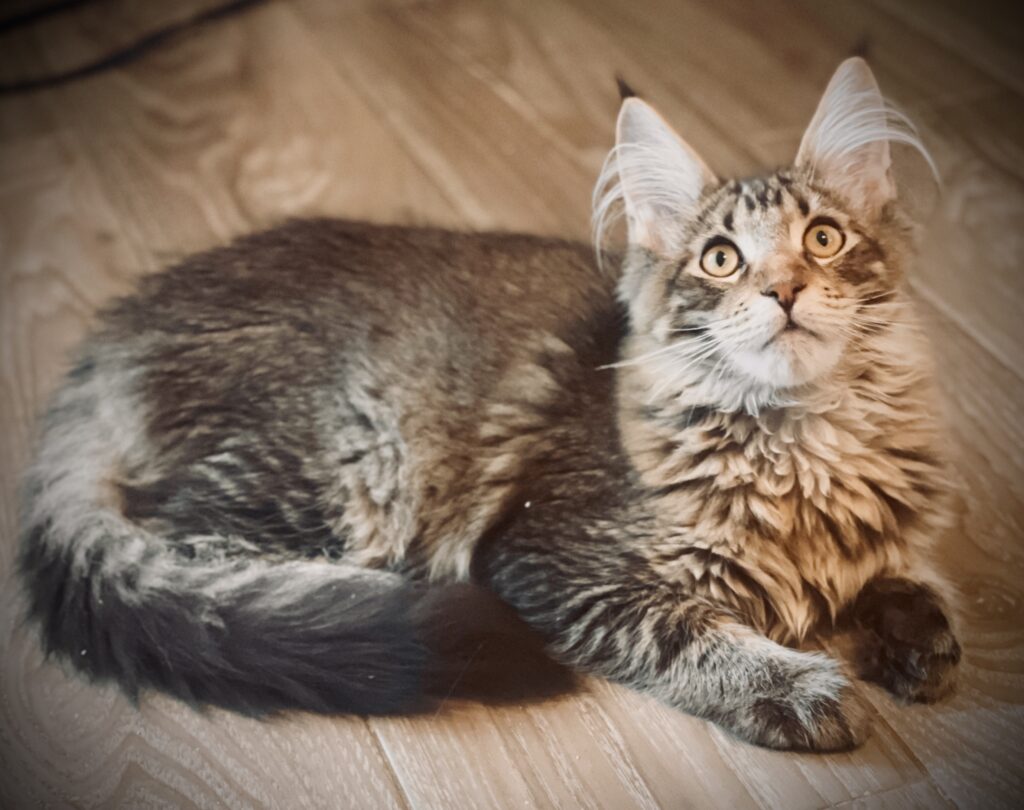 gold-tabby-maine-coon
