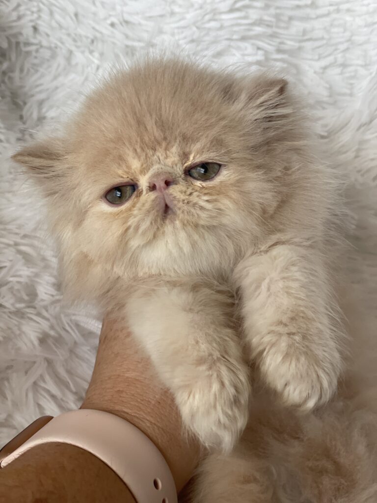 cream-persian-kitten