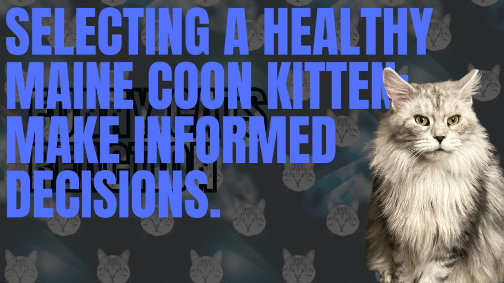 selecting-a-healthy-maine-coon-kitten-make-informed-decisions