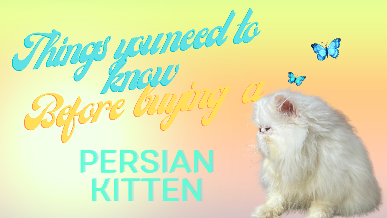 buying-a-persian-kitten