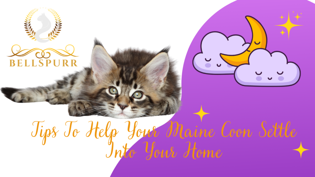 tips-to-help-your-maine-coon-settle-into-your-home