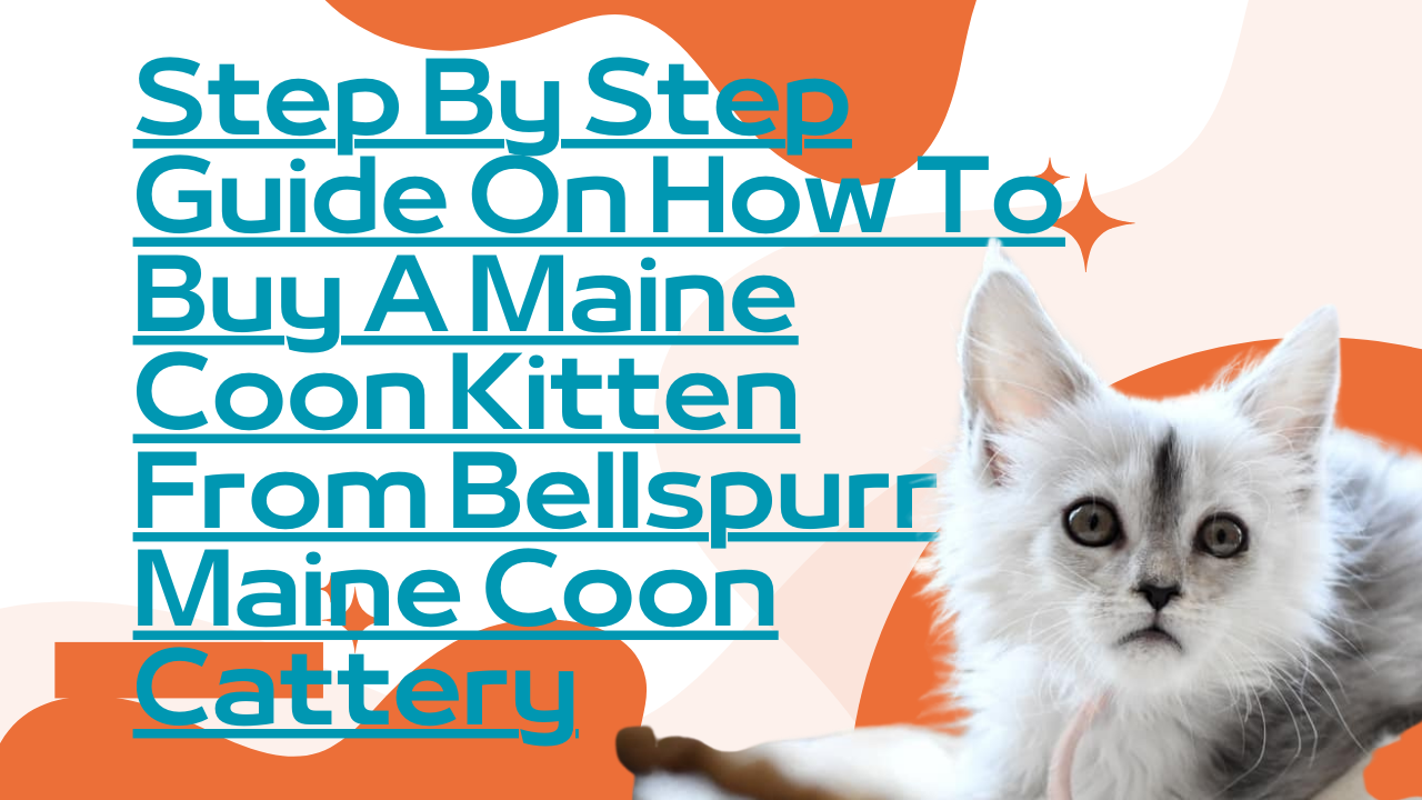 how-to-buy-a-maine-coon-kitten