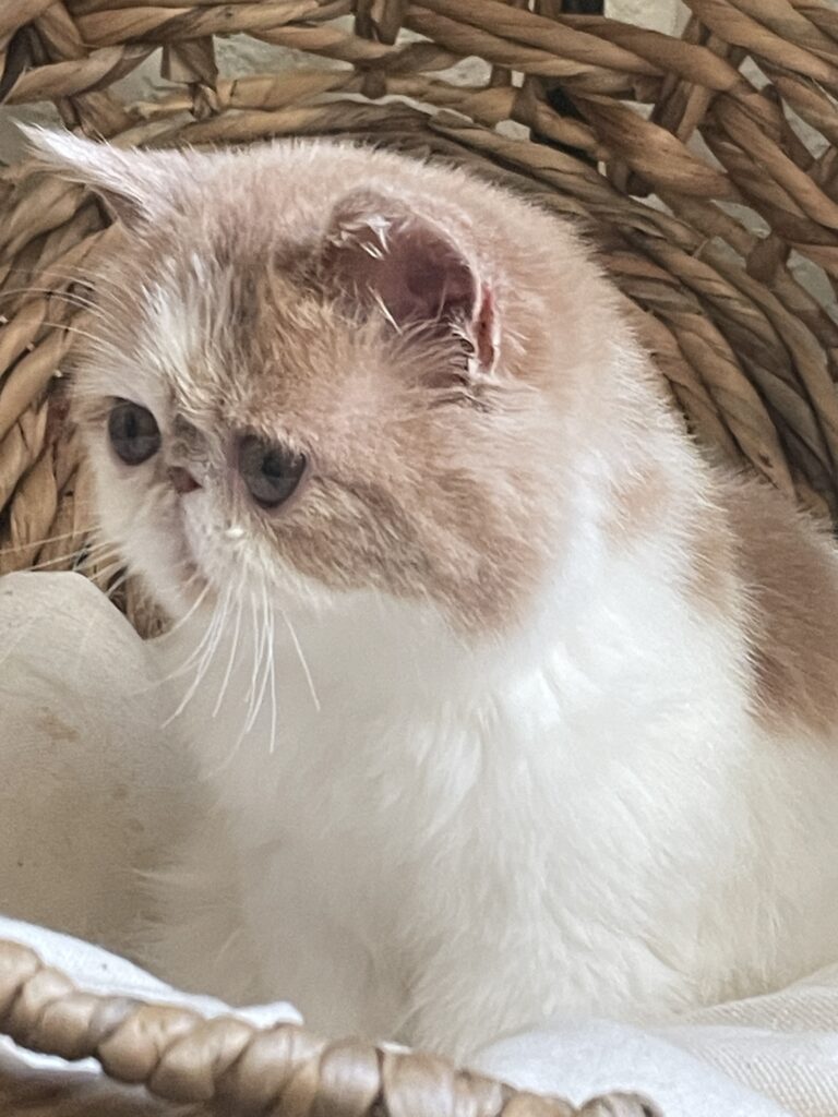 Available cream and white exotic shorthair kitten