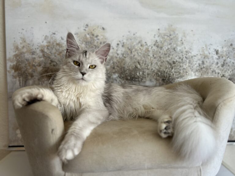 maine-coon-silver-shaded