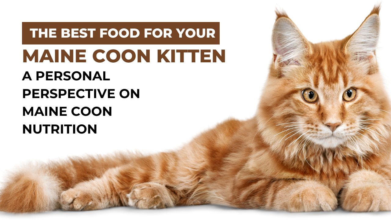 best-food-for-your-maine-coon