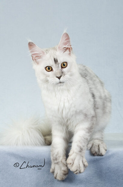 silver-shaded-maine-coon-kittens-for-sale