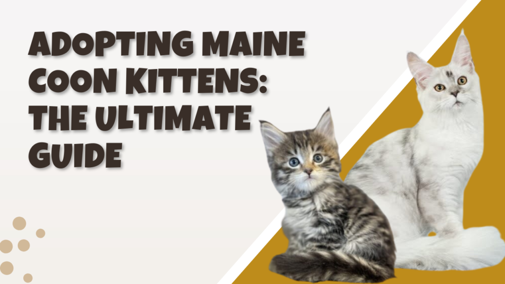 bellspurr Adopting Maine Coon Kittens: The Ultimate Guide