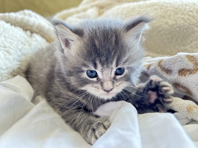 maine-coon-rare-colors