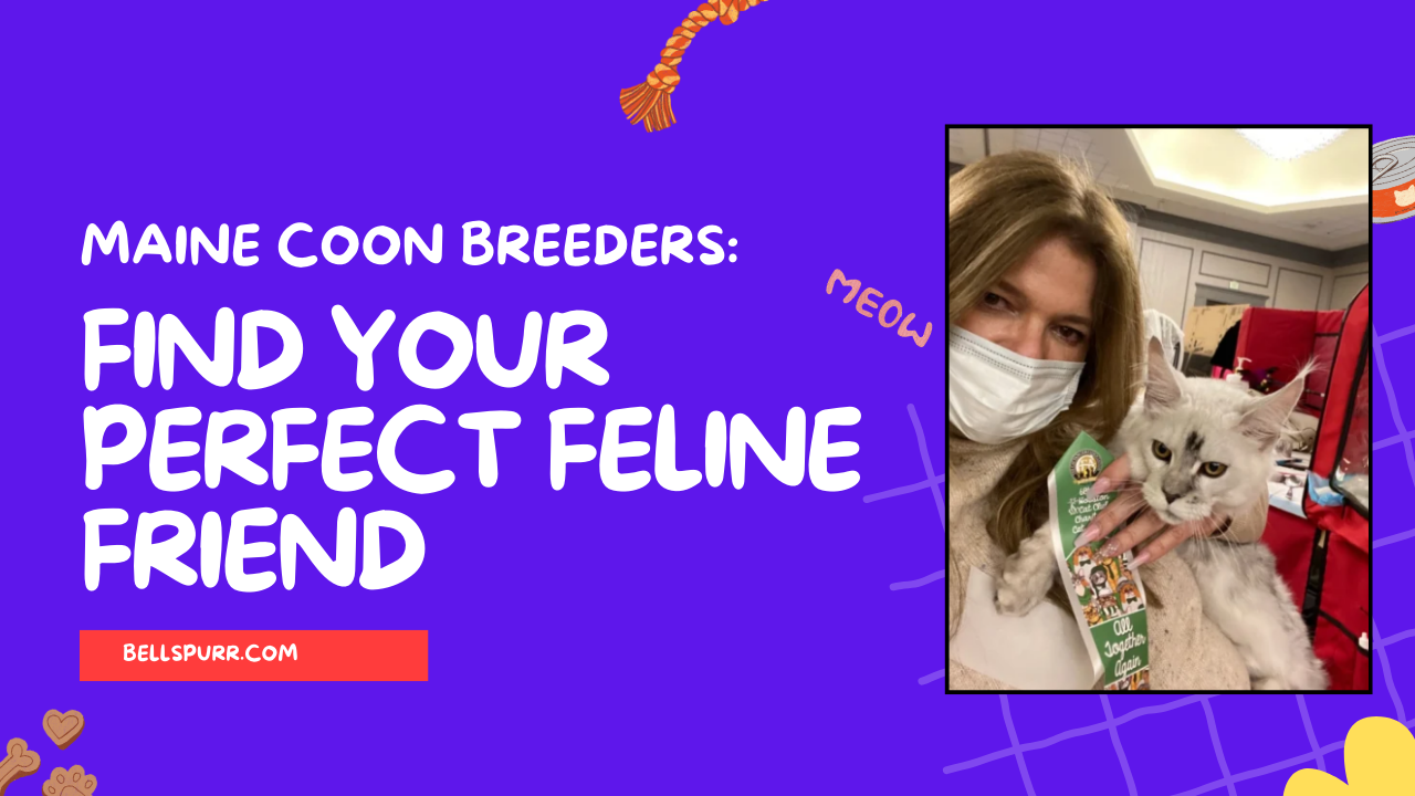 Maine-Coon-Breeders-Find-Your-Perfect-Feline-Friend