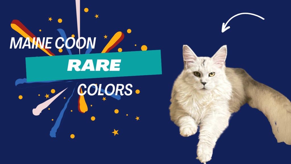 maine-coon-rare-colors