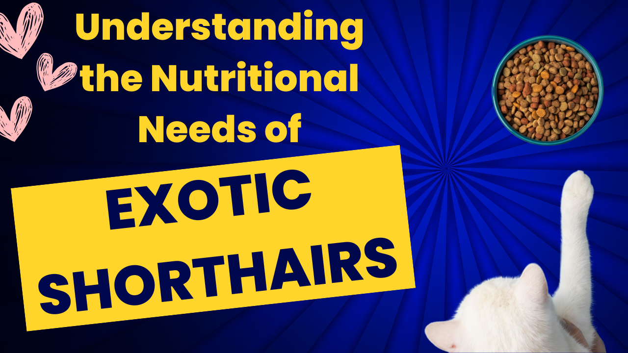understanding-the-nutritional-needs-of-exotic-shorthair-kittens