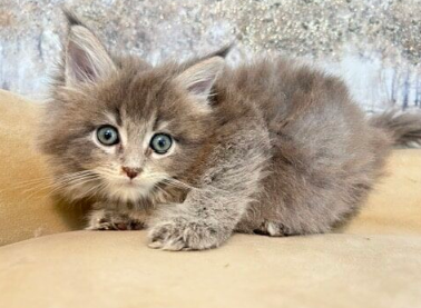 bellspurr maine coon kittens for sale in texas