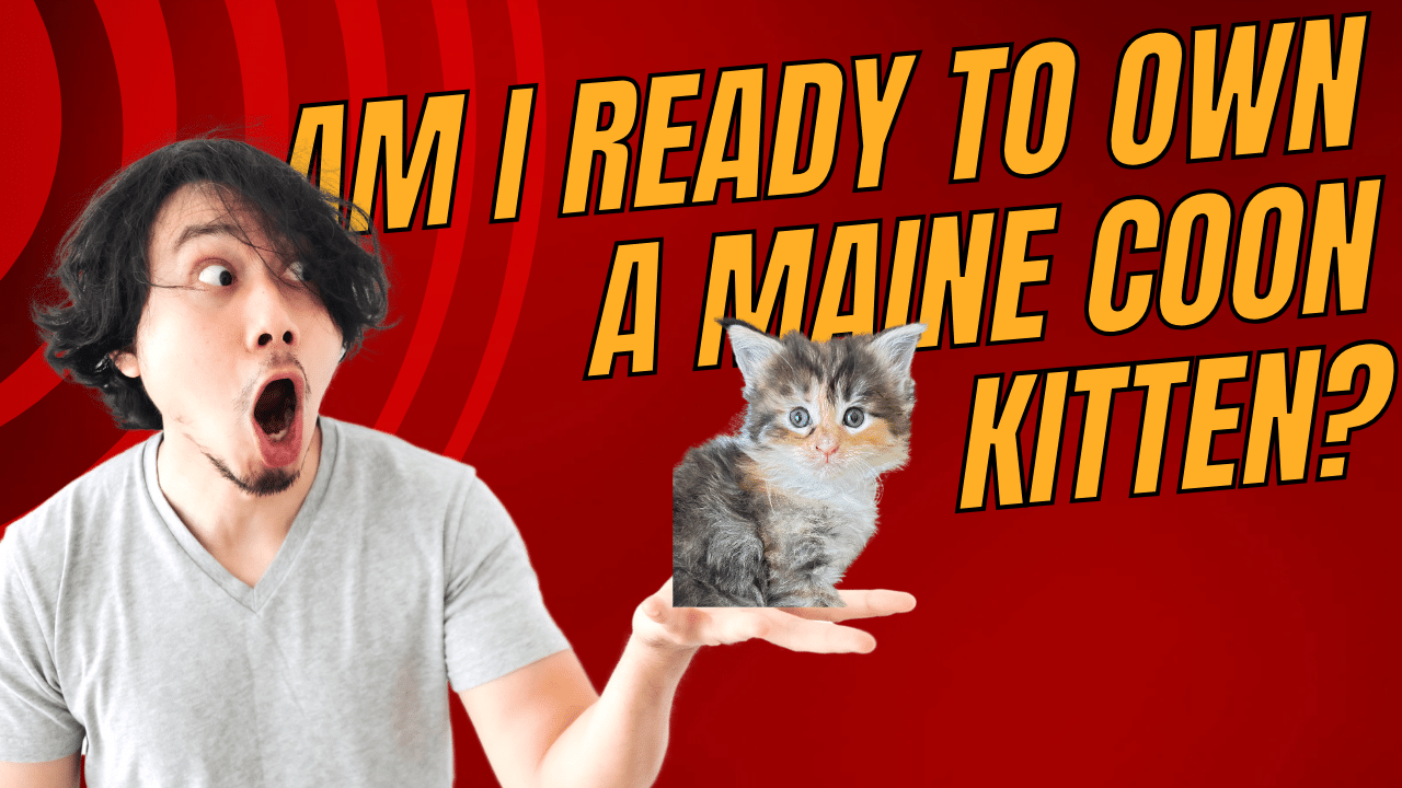 am-i-ready-to-own-a-maine-coon-kitten