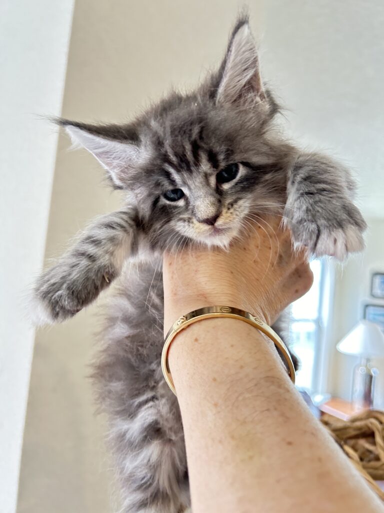 blue-tabby-maine-coon-kitten