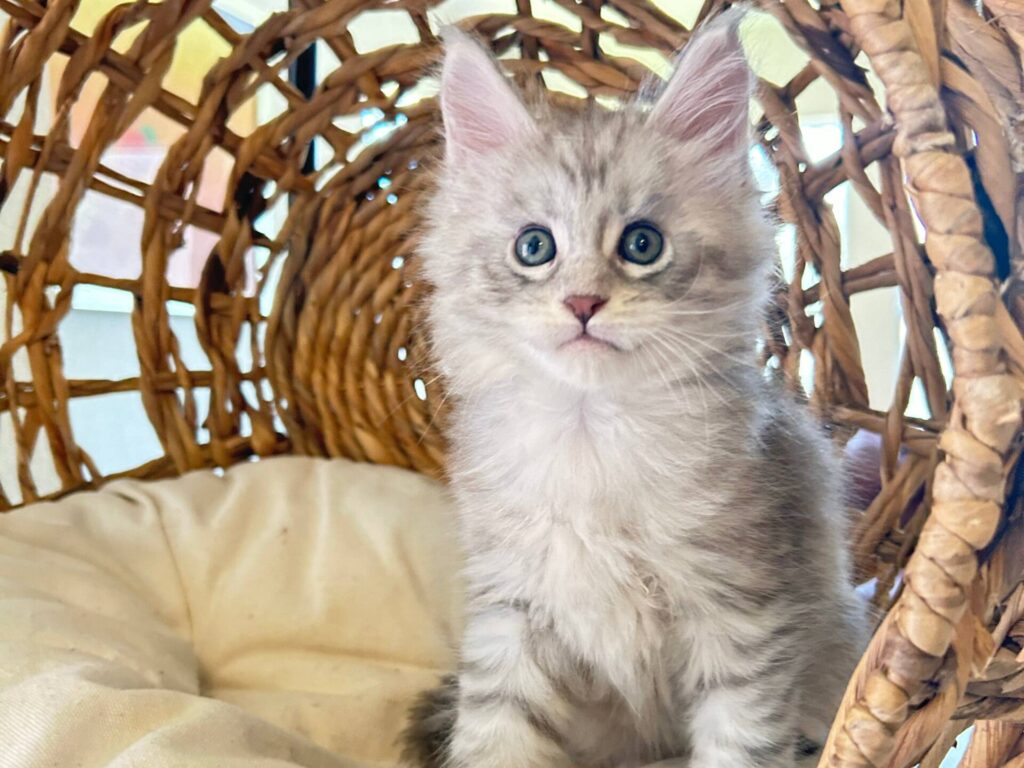 hi-silver-maine-coon-kitten-for-sale-in-texas