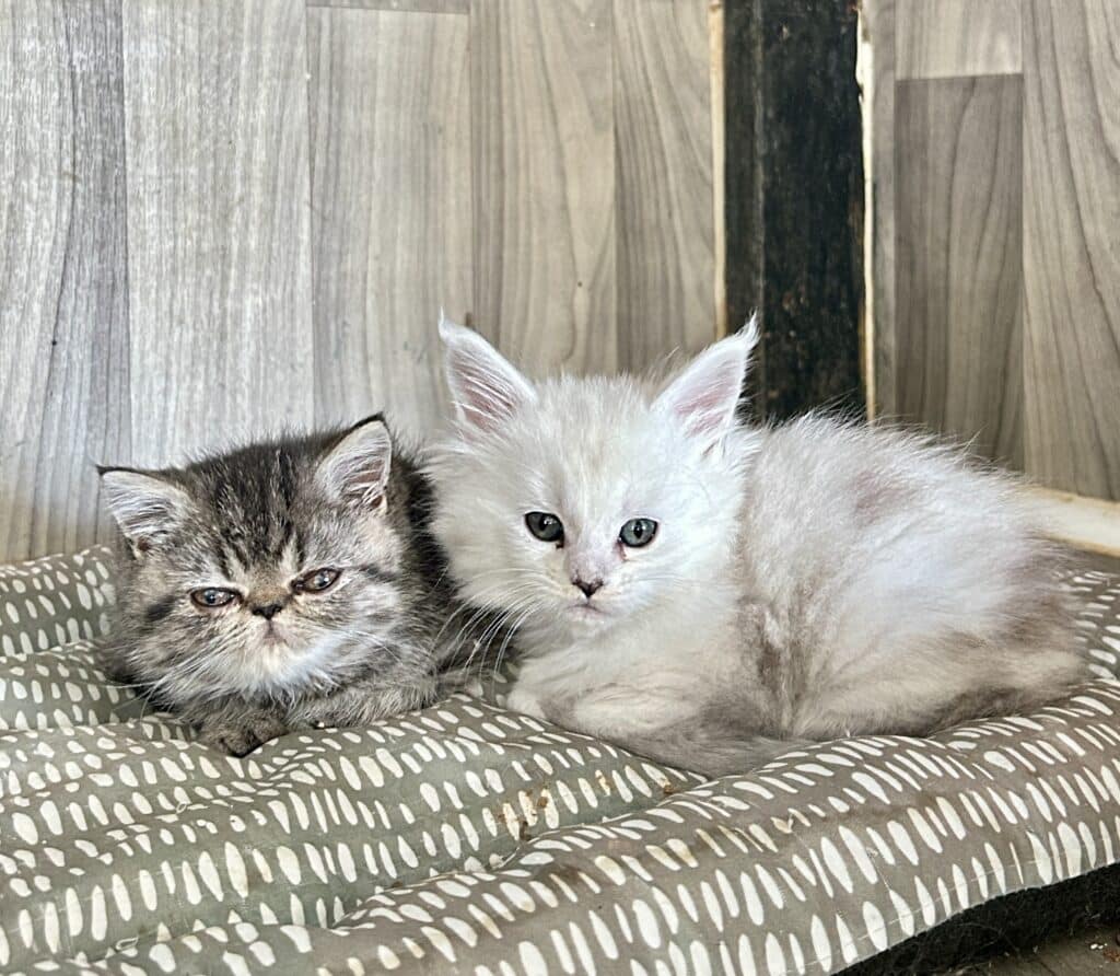 In this image you can see a shell Maine Coon kitten.