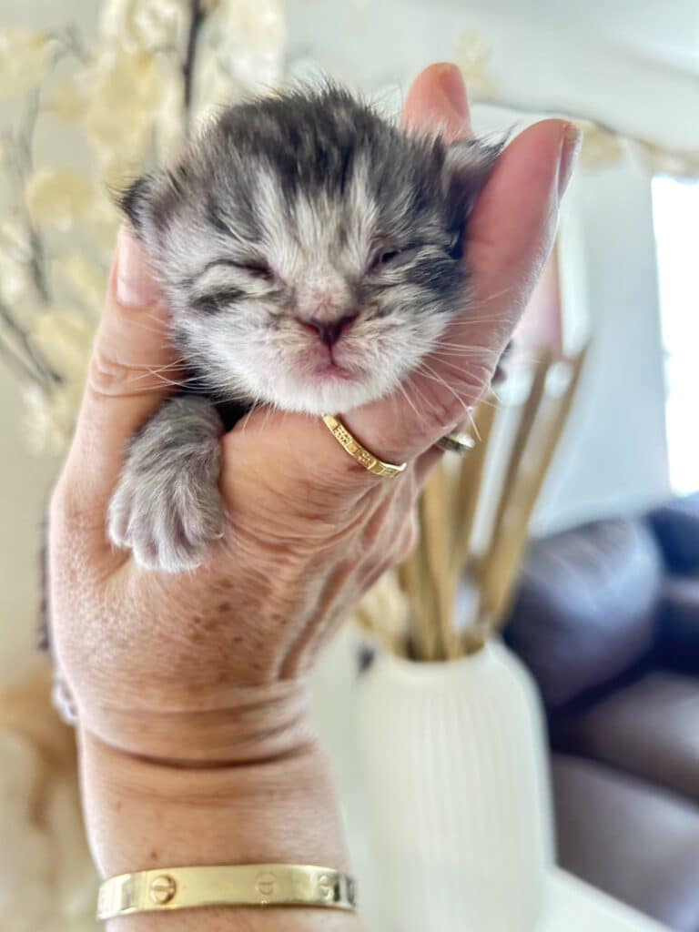 In this image you can see a black silver Maine Coon Tabby