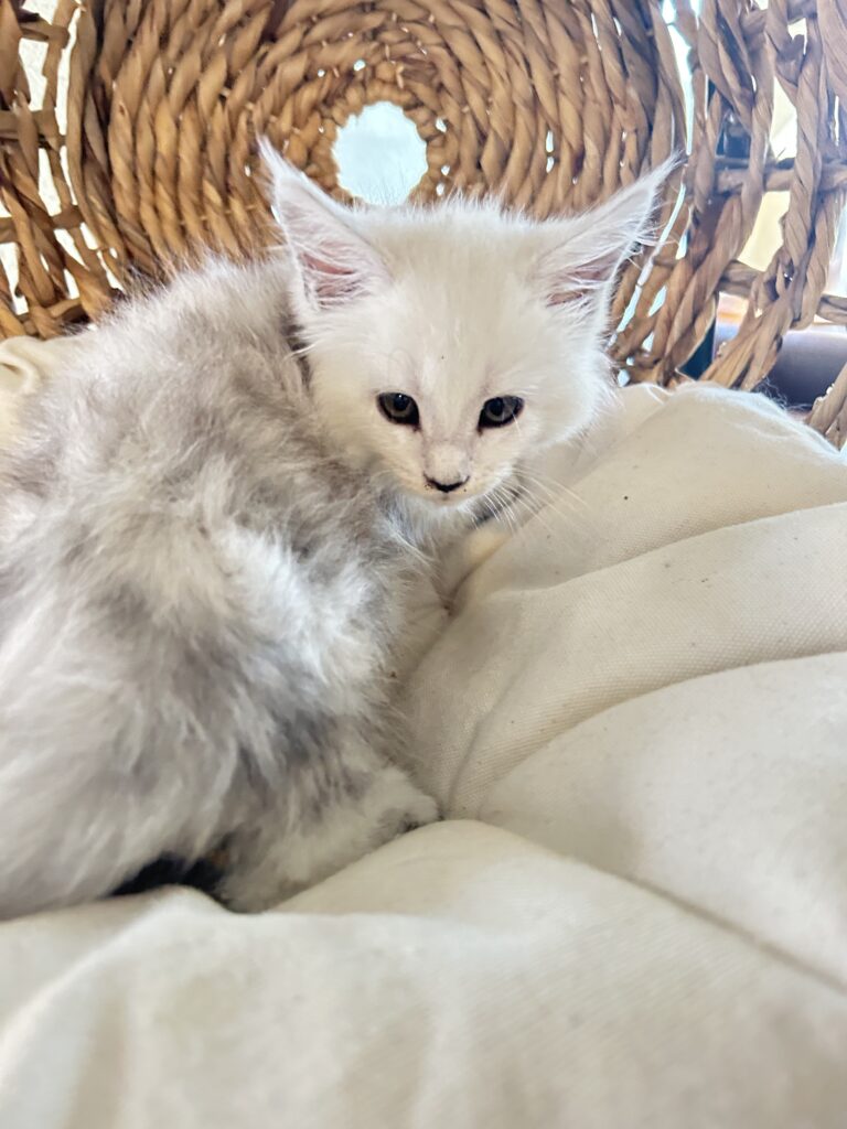 bellspurr-silver-shaded-maine-coon-kittens-for-sale