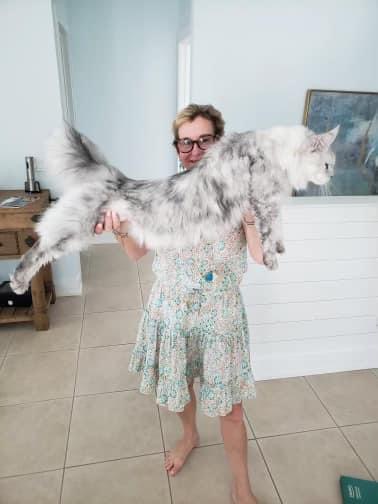 Texas-Giant-Maine-Coon-Cats