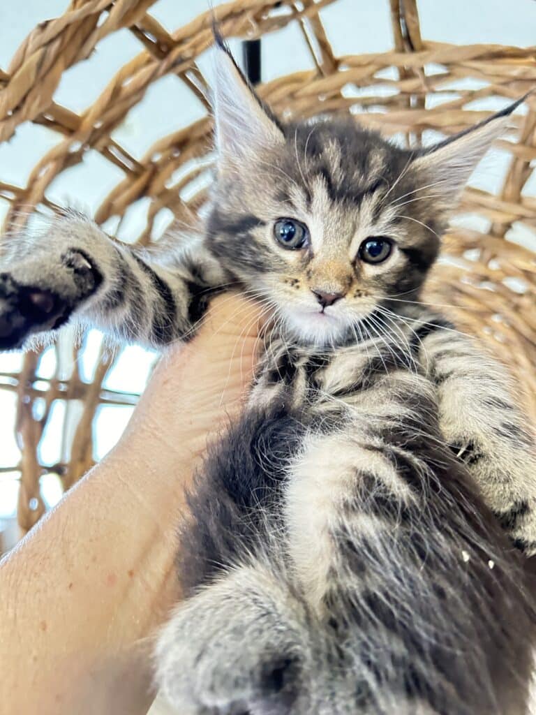 female-amber-tabby-maine-coon-Kittens-for-sale