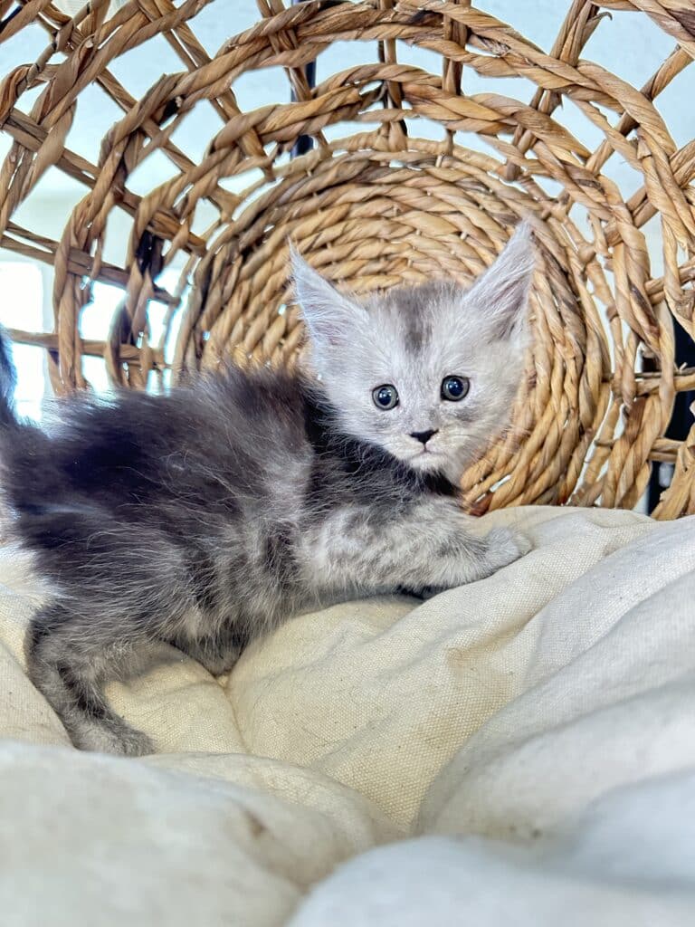 Black Smoke Maine Coon Kittens For Sale in texas