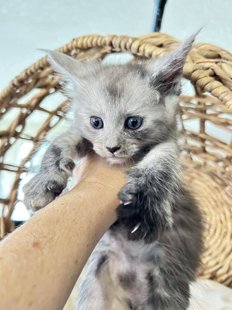 black-smoke-maine-coon-kittens-for-sale