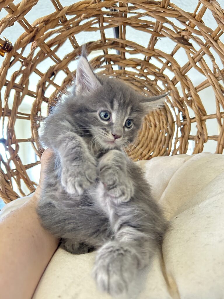 blue-silver-maine-coon-kittens-for-sale