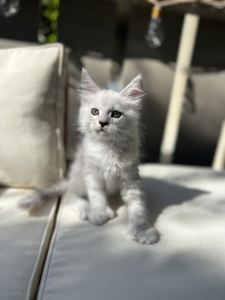 polydactyl-maine-coon-kitten