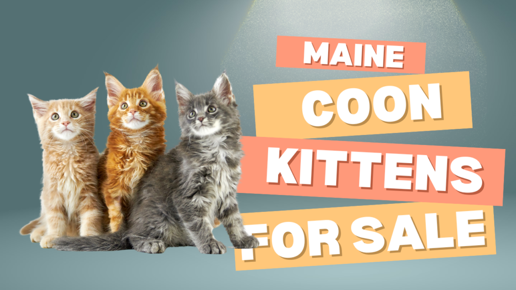 maine-coon-kittens-for-sale