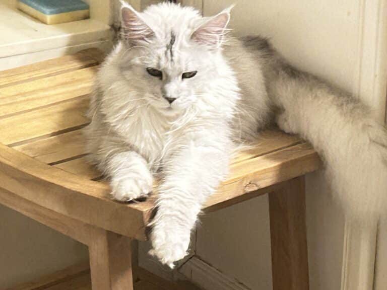 silver-shaded-maine-coon-female-cat