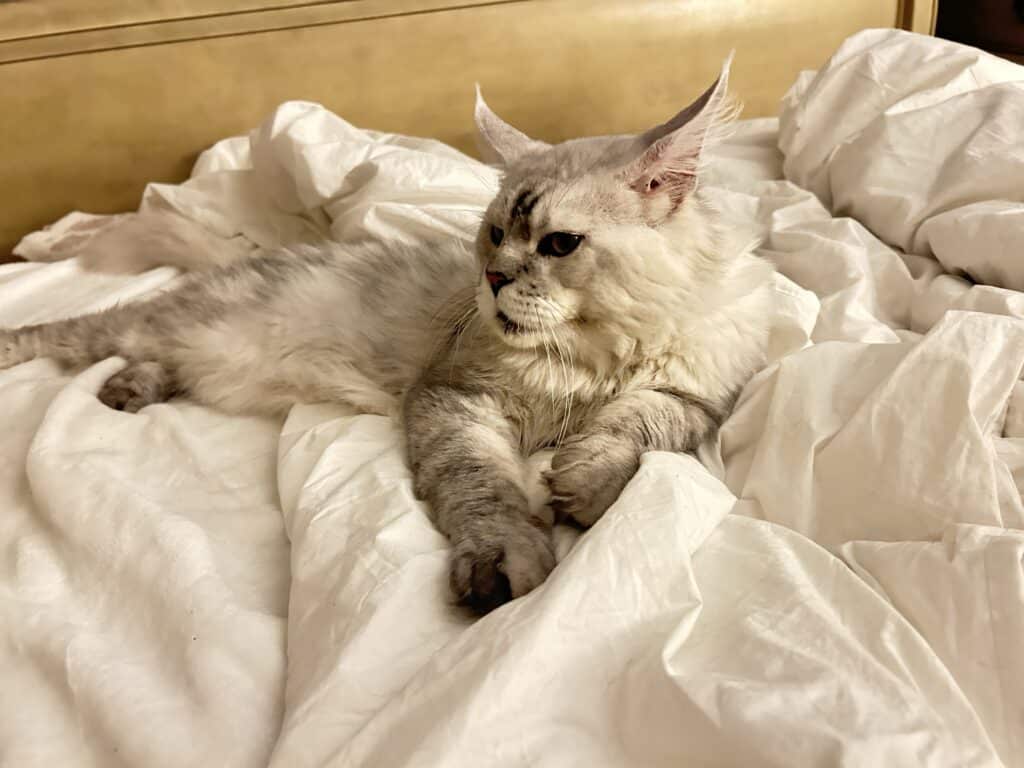 silver-shaded-maine-coon-cat