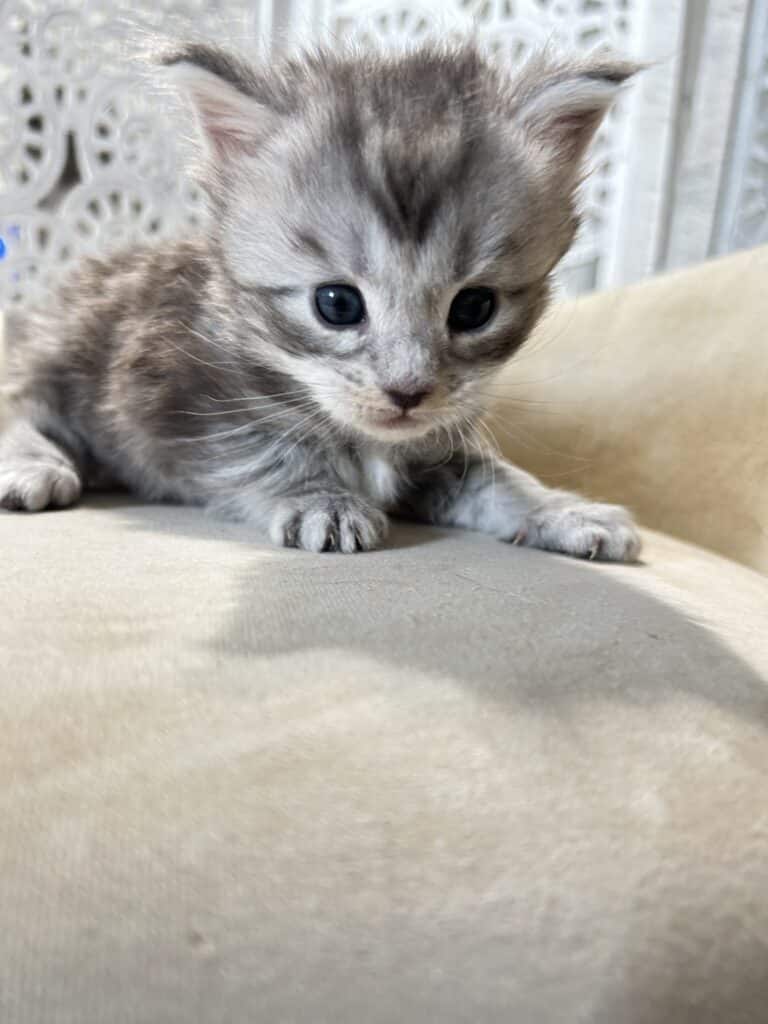 black-silver-maine-coon-kitten-for-sale-in-texas