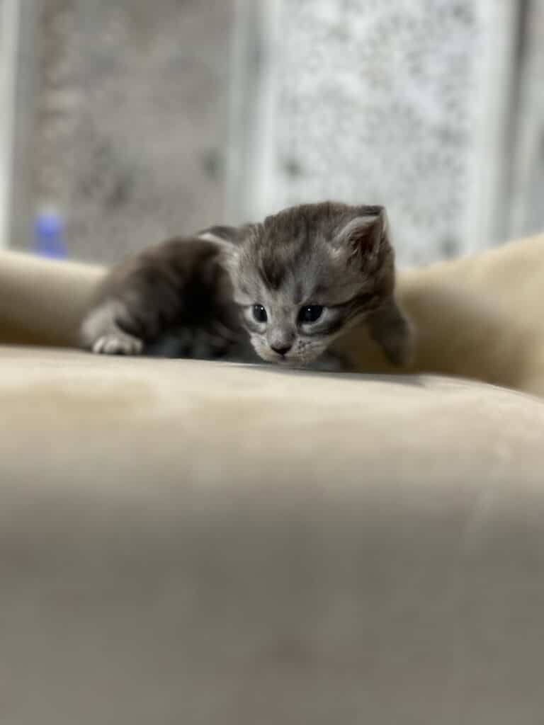 black-smoke-maine-coon-kitten