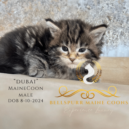 golden-tabby-maine-coon-kitten-available-for-sale-in-san-antonio-texas