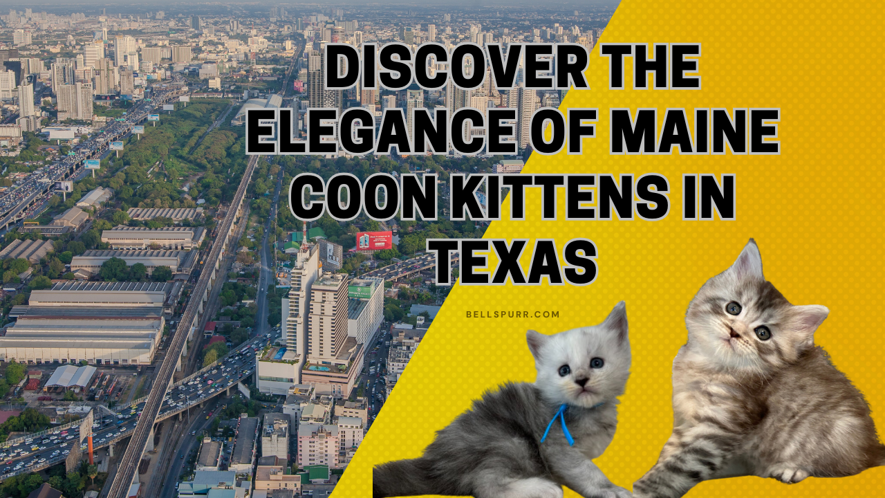 Discover the Elegance of Maine Coon Kittens in Texas