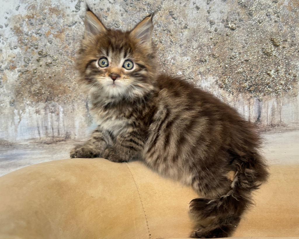 dubai-european -maine-coon-kittens-for-sale