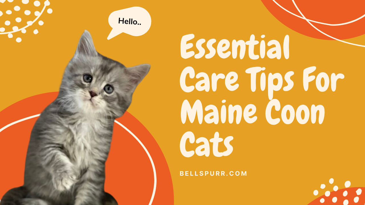 Essential Care Tips For Maine Coon Cats