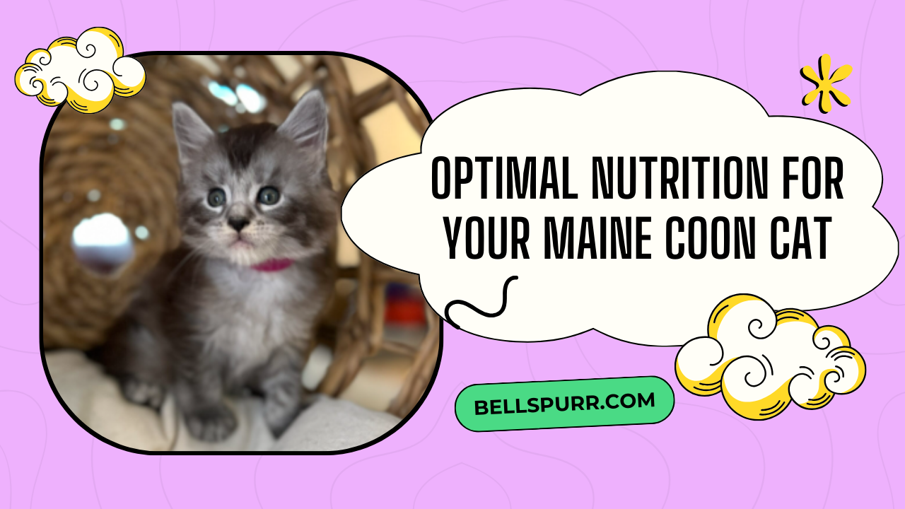 Optimal Nutrition for Your Maine Coon Cat