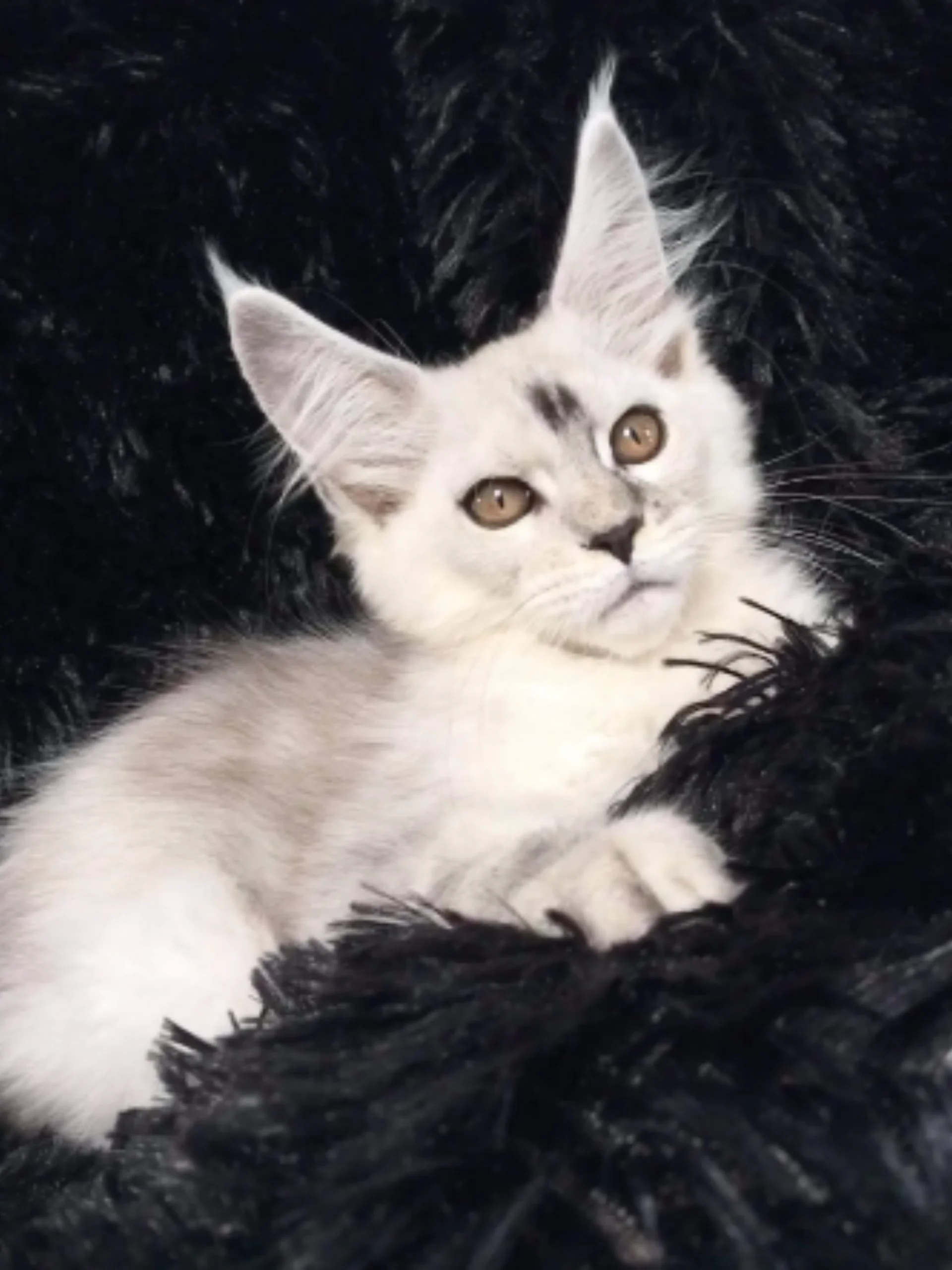 maine-coon-kittens-for-sale-texas