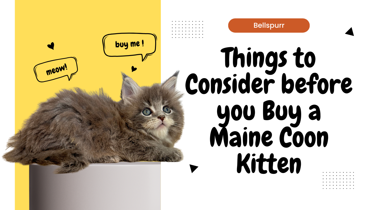 Things to Consider before you Buy a Maine Coon Kitten