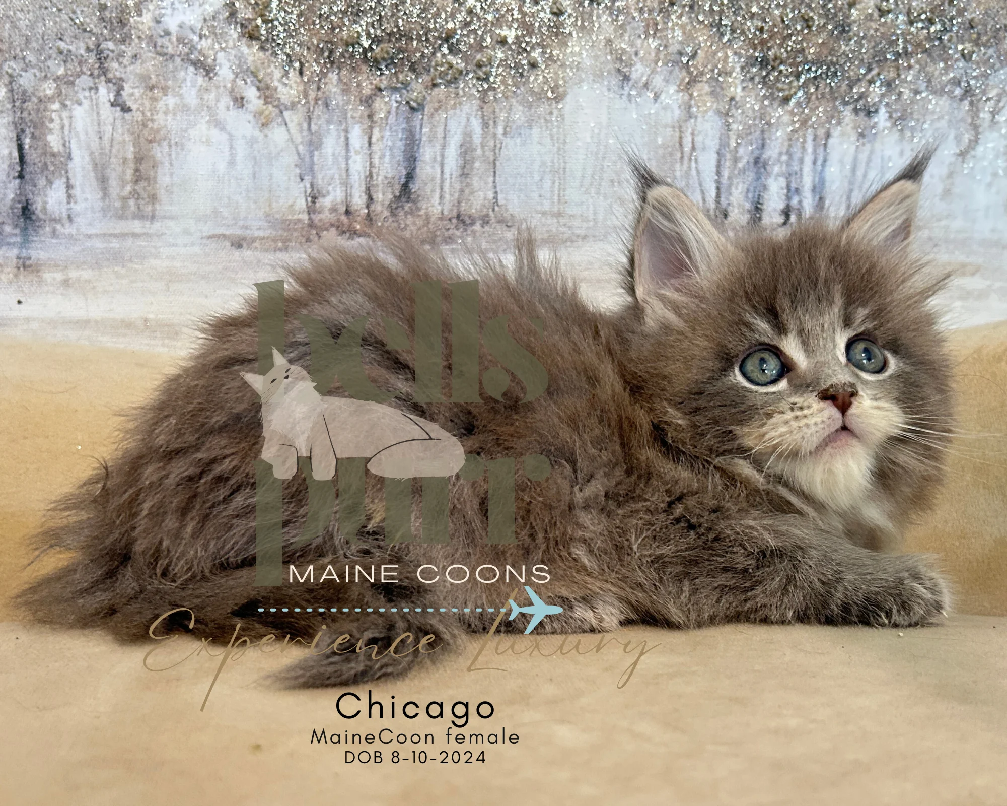 bellspurr-chicago -european -maine-coon-cat-kittens-for-sale