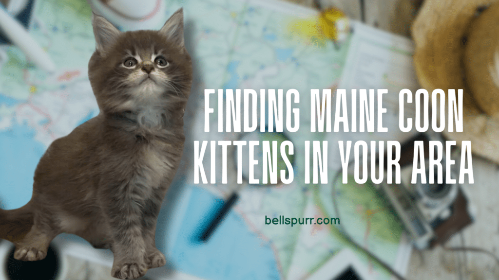 bellspurr-maine-coon-near-me