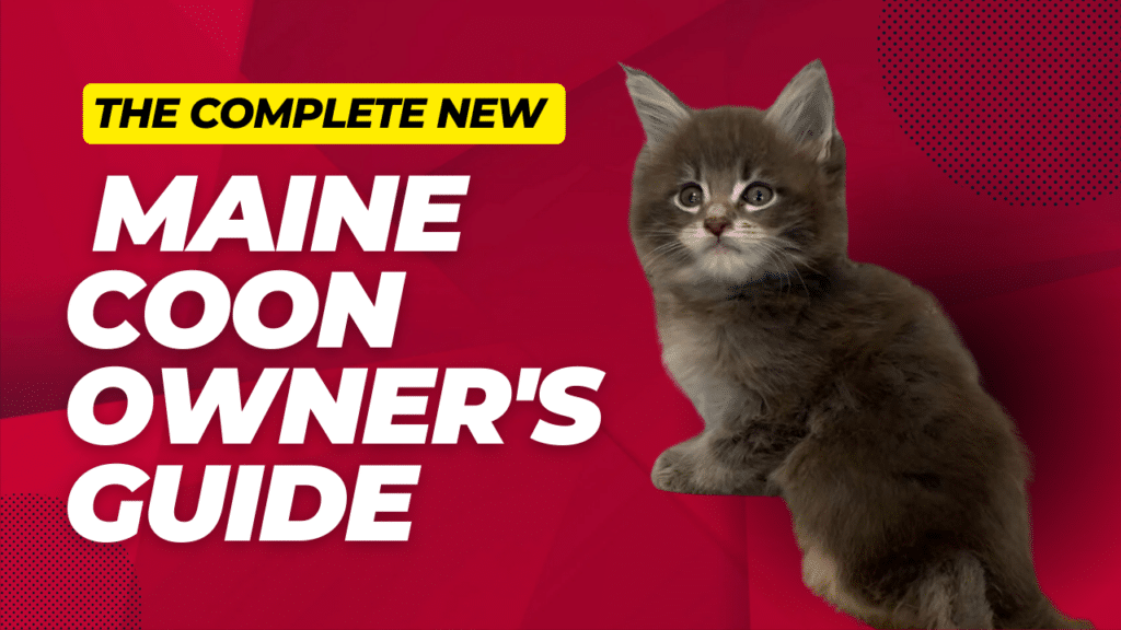 The Complete New Maine Coon Owner's Guide