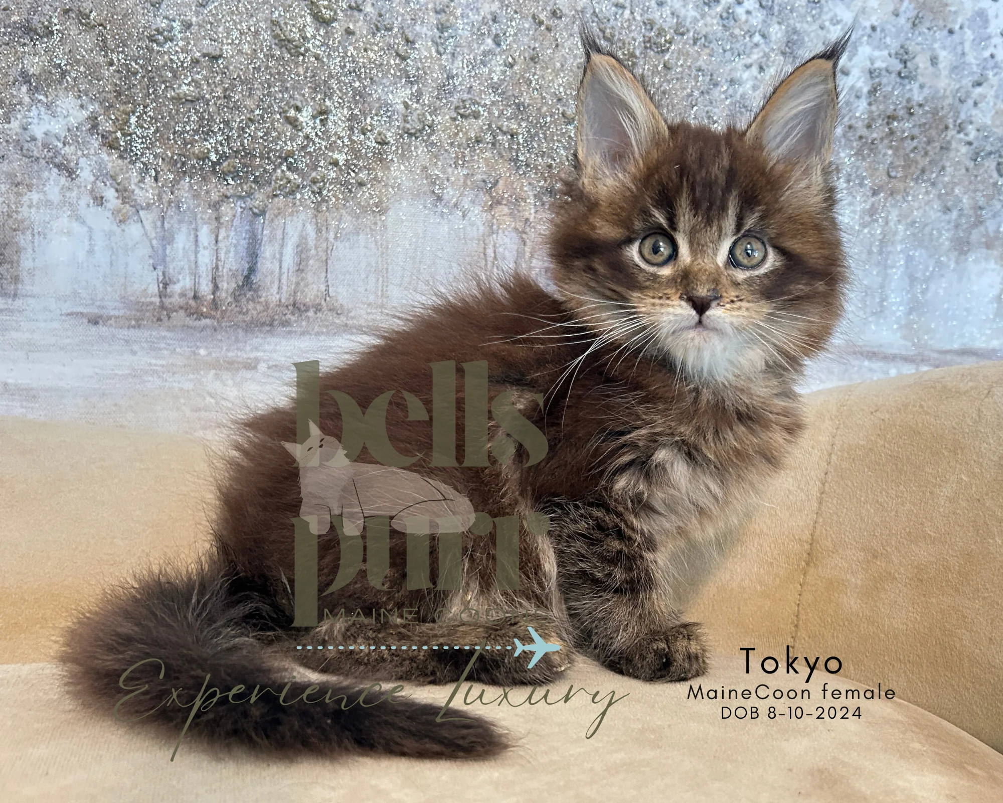 Tokyo -european -maine-coon-cat-kittens-for-sale