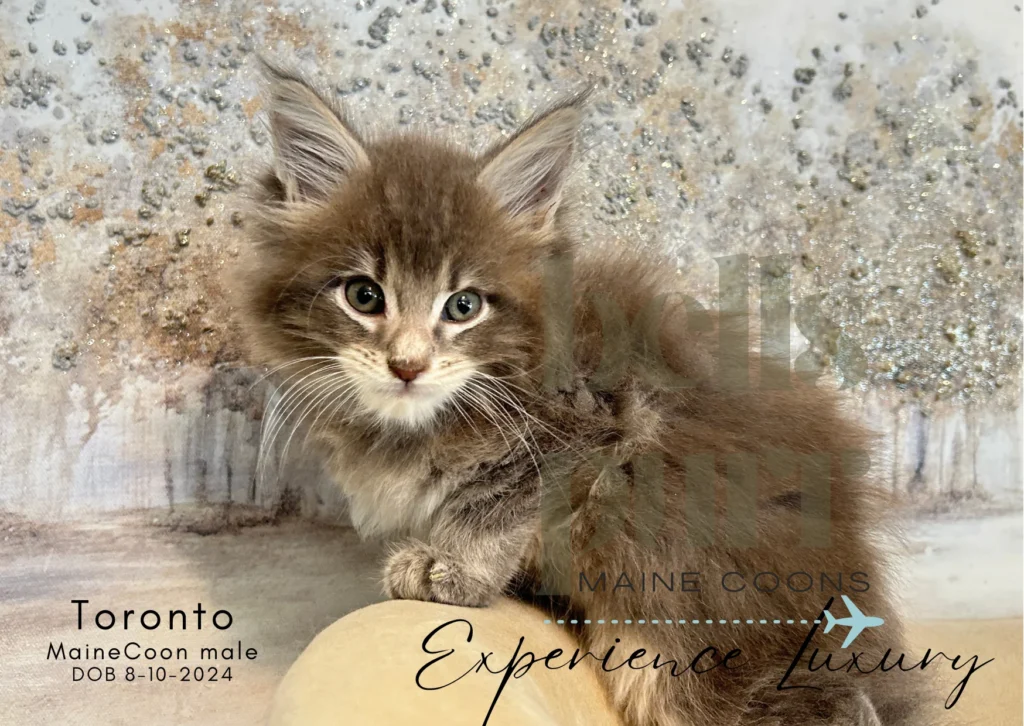 bellspurr-Toronto-maine-coon-kittens-for-sale